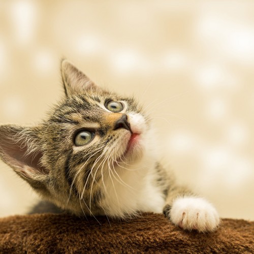 12 อาหารลูกแมว ยี่ห้อไหนดี เพื่อน้องแมวสุขภาพแข็งแรง สมวัย