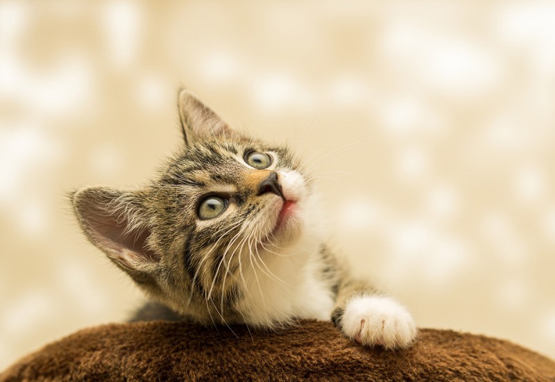 12 อาหารลูกแมว ยี่ห้อไหนดี เพื่อน้องแมวสุขภาพแข็งแรง สมวัย