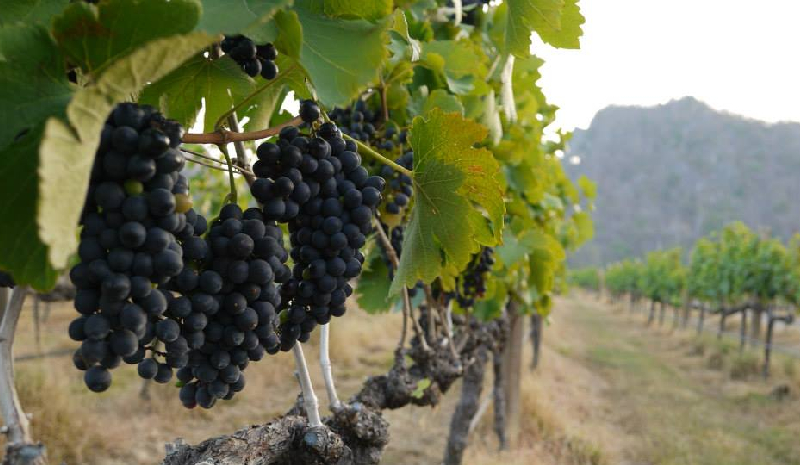 ไร่องุ่น GranMonte Vineyard and Winery