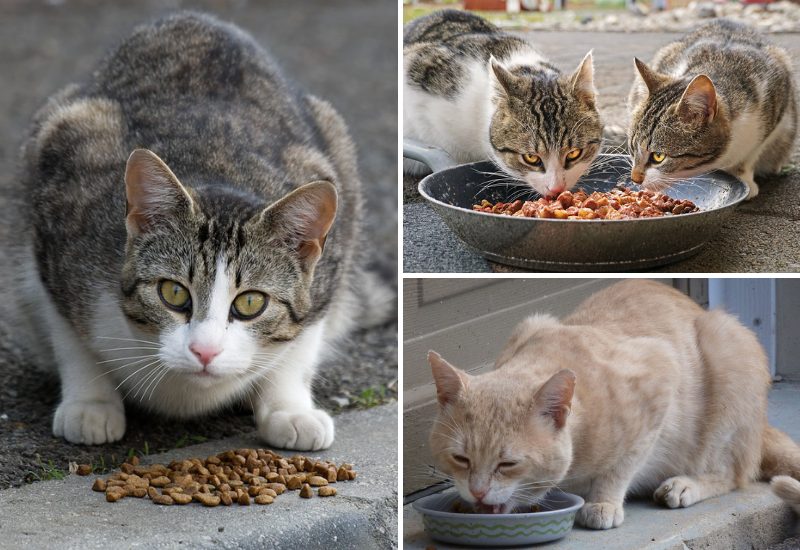 อาหารแมวโซเดียมต่ำ เพื่อสุขภาพที่ดีของน้องแมว