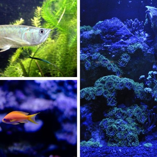 หลอด UV ตู้ปลา ยี่ห้อไหนดี ที่ช่วยให้น้ำใสและขจัดเชื้อโรค